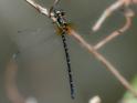 Eusynthemis nigra female-220666